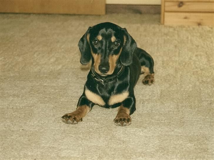 Gravhund Demitri billede 9