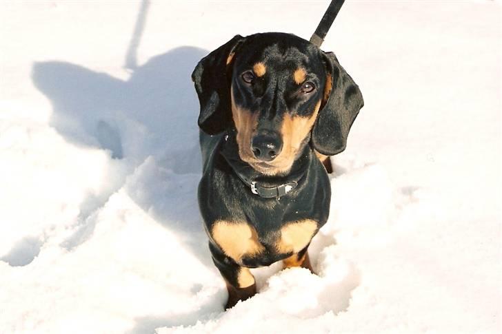 Gravhund Demitri - i sne billede 10