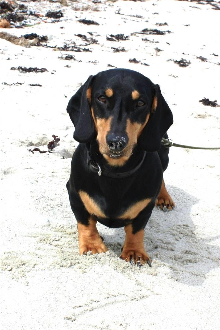 Gravhund Demitri - På Kalø, maj 2009 billede 11