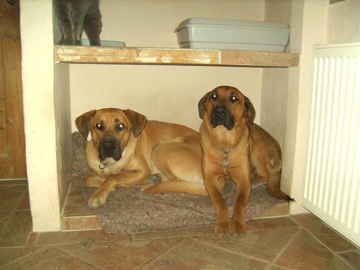 Blanding af racer Cato Bønnelykke  billede 14