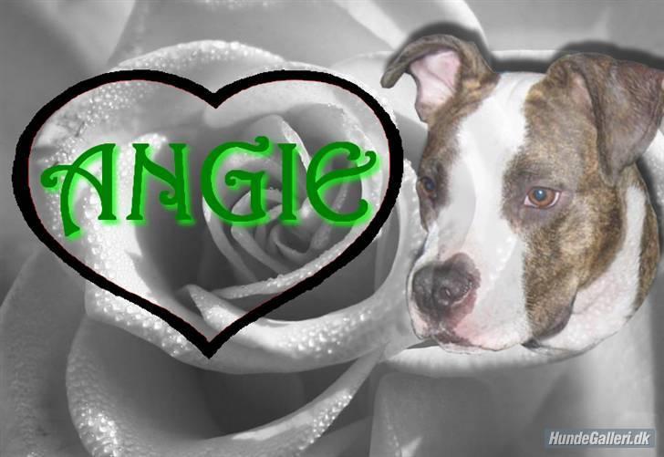 Amerikansk staffordshire terrier Angie RIP. - altid elsket aldrig glemt billede 1