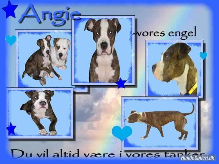 Amerikansk staffordshire terrier Angie RIP. - vil aldrig glemme dig billede 2