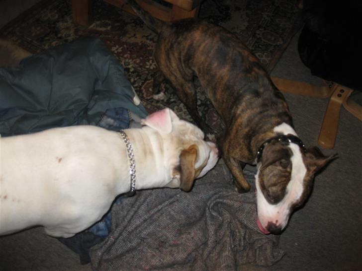 Amerikansk staffordshire terrier Angie RIP. - hvis nogen prøver på noget så.... billede 3