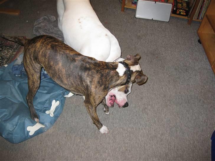 Amerikansk staffordshire terrier Angie RIP. - 1, 2 og.... billede 4