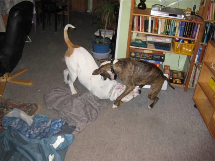 Amerikansk staffordshire terrier Angie RIP. - og 3... så ligger han der.... billede 5