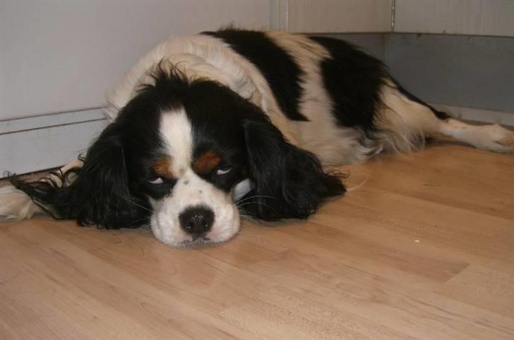 Cavalier king charles spaniel Freja ( RIP) billede 14
