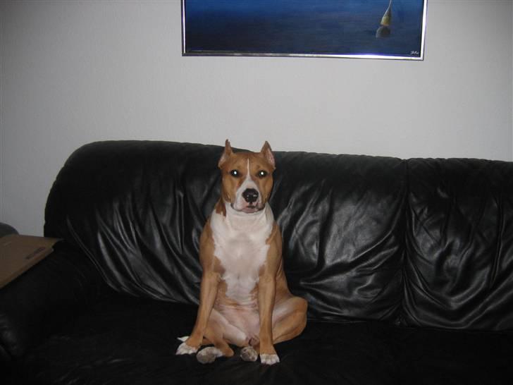 Amerikansk staffordshire terrier Monique billede 12