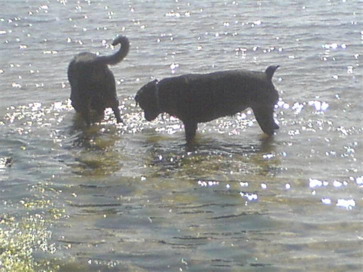 Rottweiler Fenja billede 15