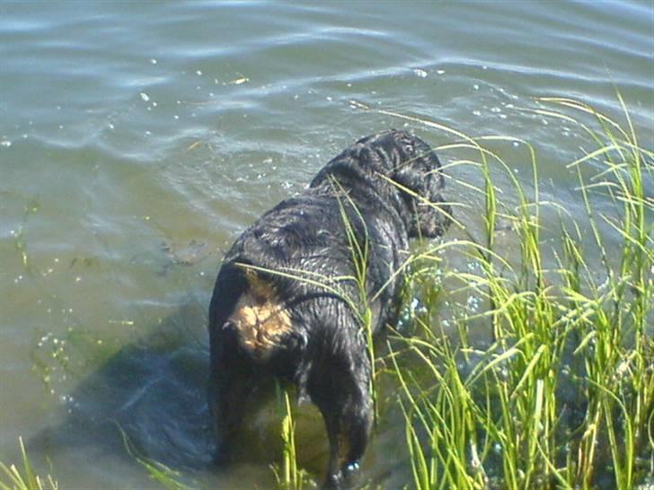 Rottweiler Fenja billede 16
