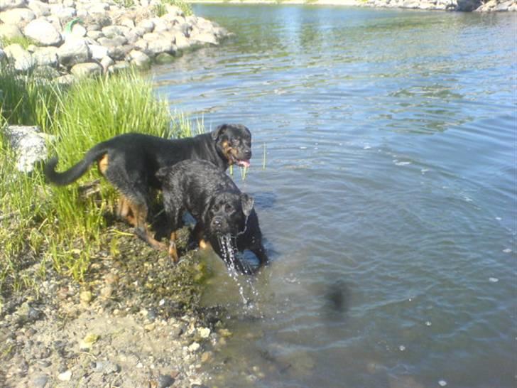 Rottweiler Fenja billede 17