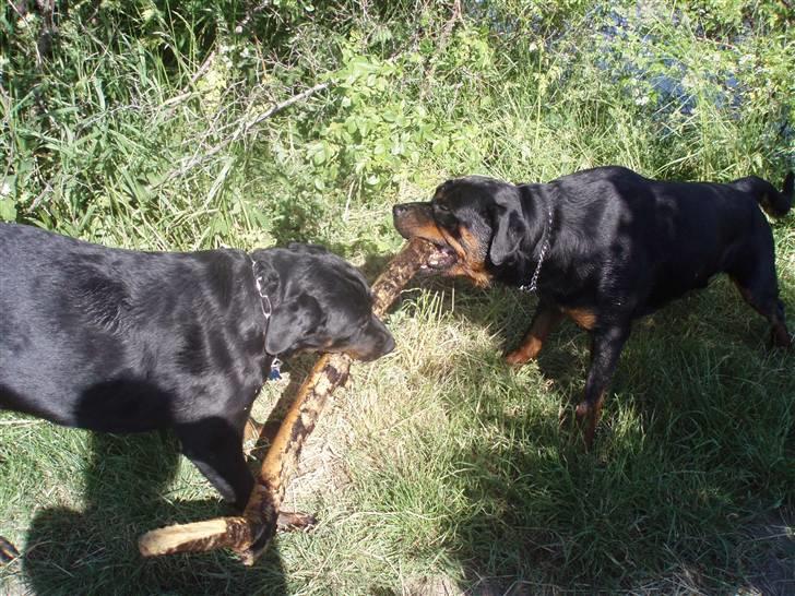 Rottweiler Fenja billede 18