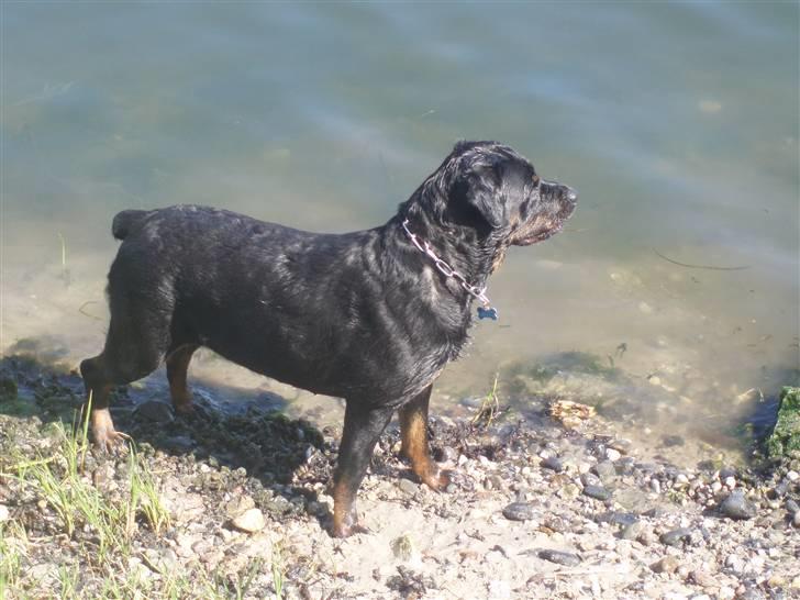 Rottweiler Fenja billede 19