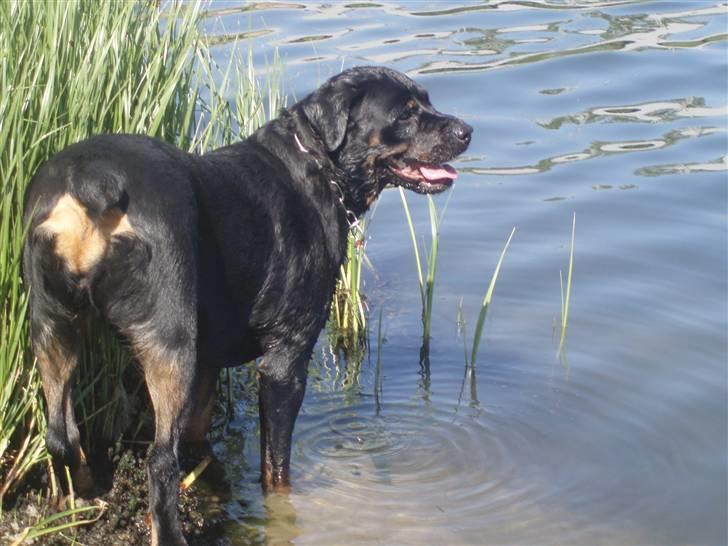 Rottweiler Fenja billede 20