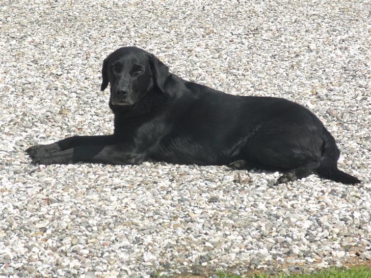 Labrador retriever buller billede 1