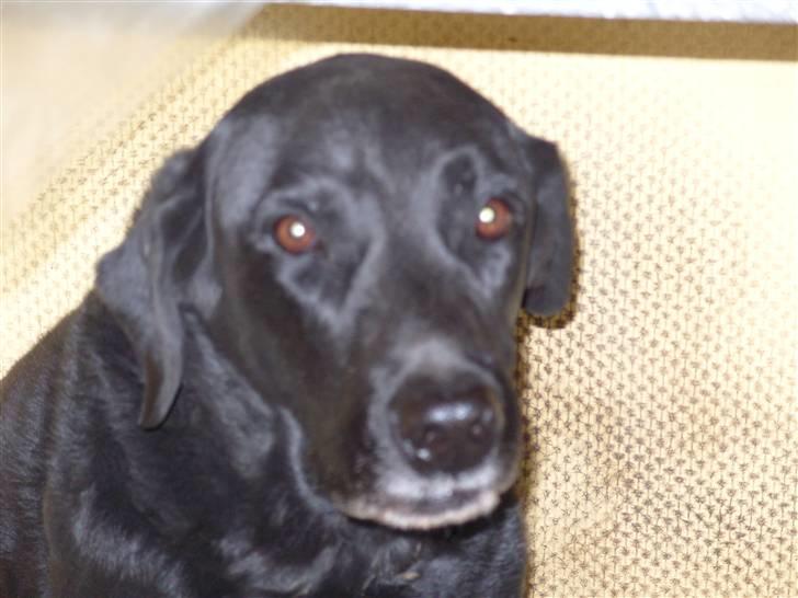 Labrador retriever buller billede 2