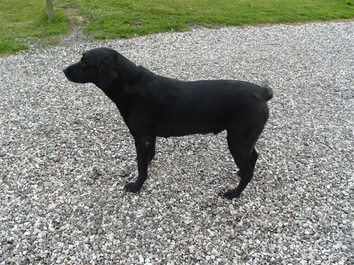 Labrador retriever buller billede 3