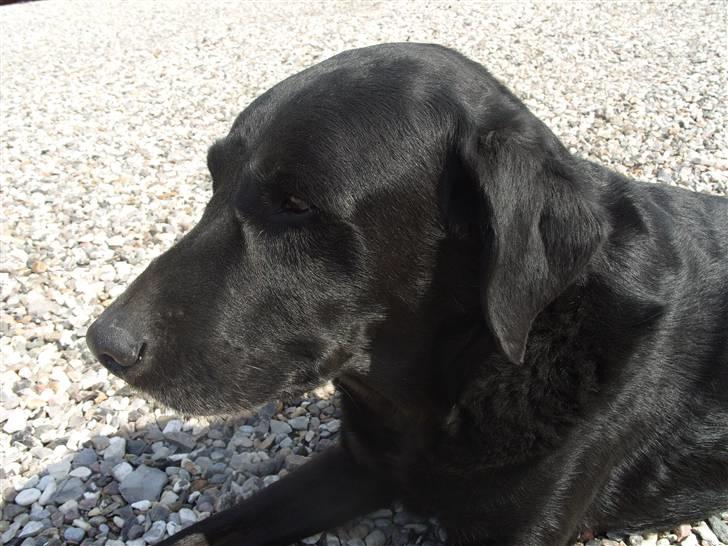 Labrador retriever buller billede 4