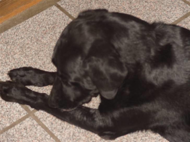 Labrador retriever buller billede 5