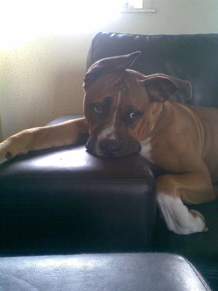 Blanding af racer Freja Godlike - Himmelhund - - Bliver mor aldrig træt af at tage billeder af mig?? billede 11