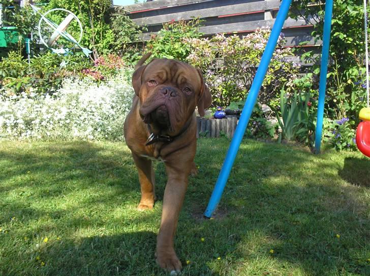 Dogue de bordeaux Ikaros R.I.P. billede 11