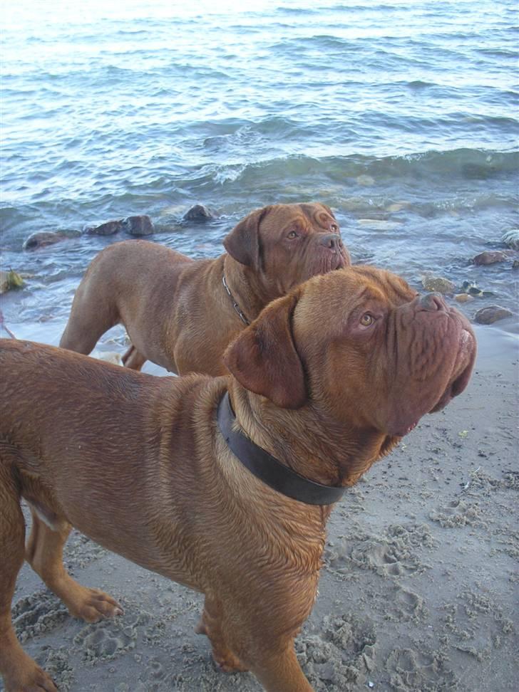 Dogue de bordeaux Ikaros R.I.P. billede 12