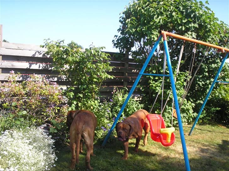 Dogue de bordeaux Pretty R.I.P. billede 8