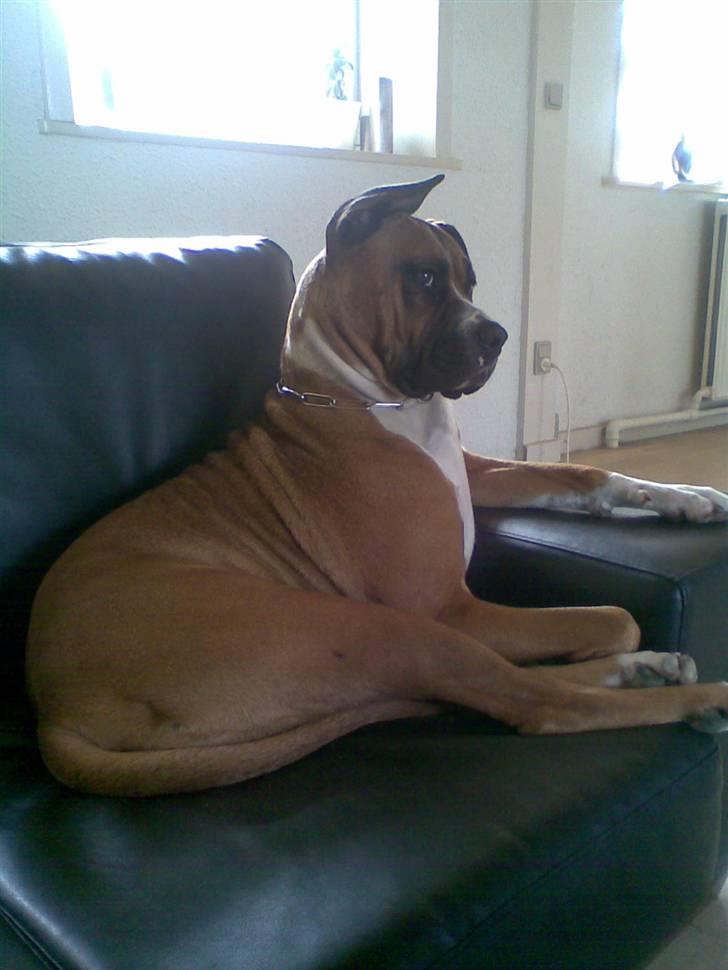 Blanding af racer Freja Godlike - Himmelhund - - Sofa droningen Freja billede 10