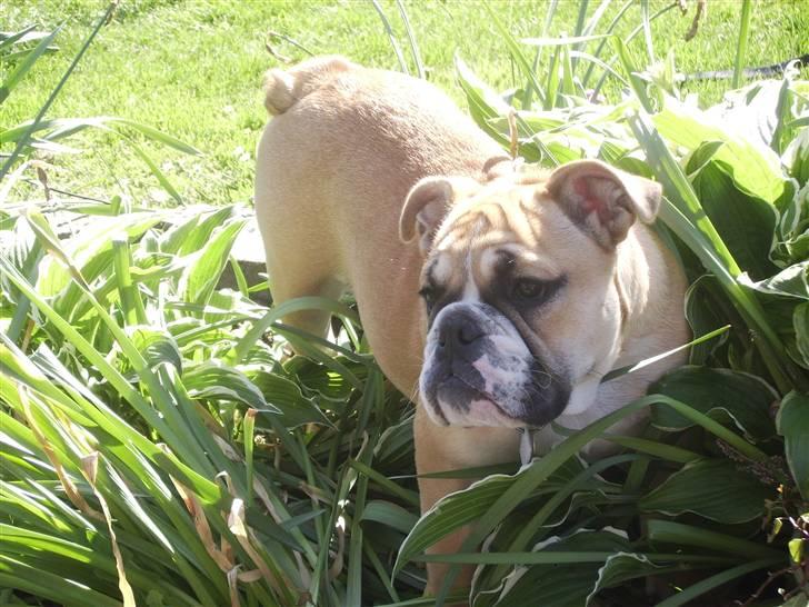 Engelsk bulldog a CHILLI UZI - min mor vil godt have hvalpe på mig men jeg ser da også godt ud billede 2