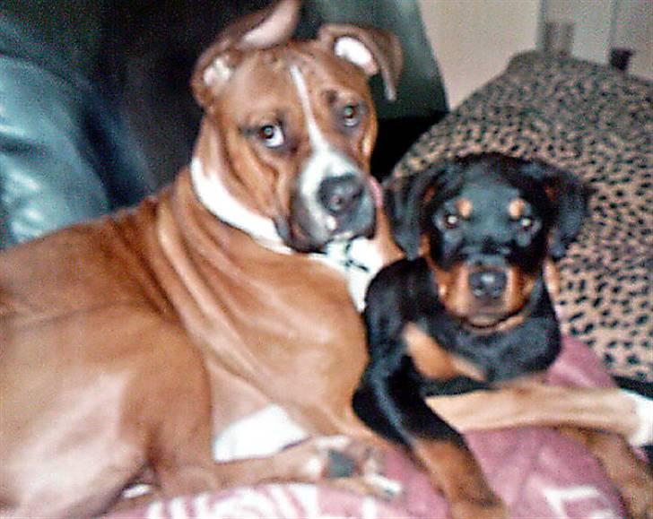 Rottweiler Leland de Sade-ness - Himmelhund - Sade, 16 uger, sammen med "mor" Freja billede 17