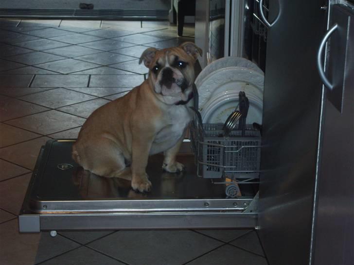 Engelsk bulldog a CHILLI UZI - ja en tur i  opvaskmaskin er ikke godt for mig  billede 3