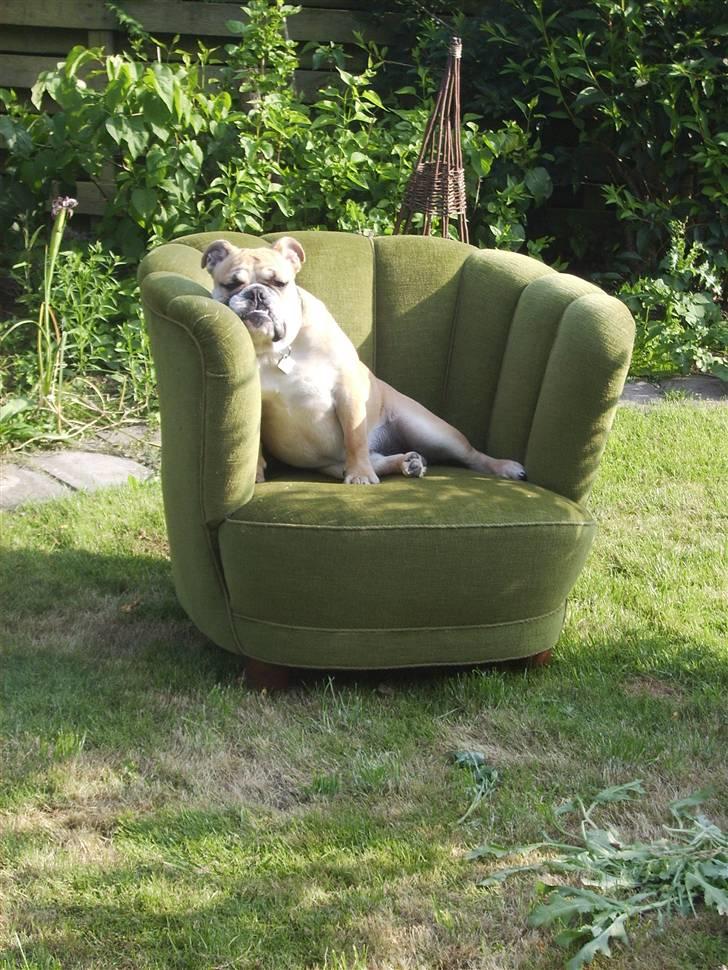 Engelsk bulldog a CHILLI UZI - ja og så en slapper i solen det er jo godt for mig billede 4