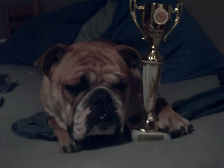 Engelsk bulldog a CHILLI UZI - jeg vandt men jeg er lige glad jeg vil sove billede 5