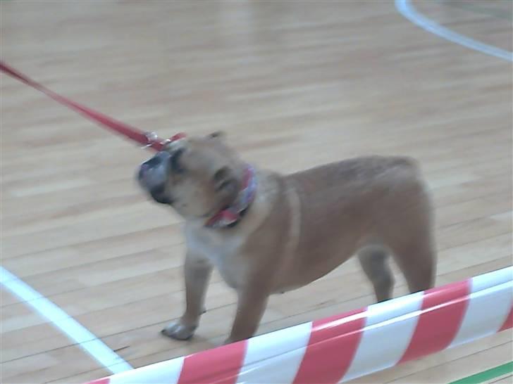 Engelsk bulldog a CHILLI UZI - til udstilling med mor det syndes hun er hygeligt men jeg vil heller sove billede 6