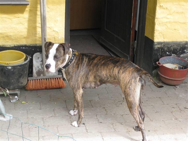 Amerikansk staffordshire terrier Angie RIP. - så kunne "mor" lige nå at tage et billed uden Gimle på billede 6
