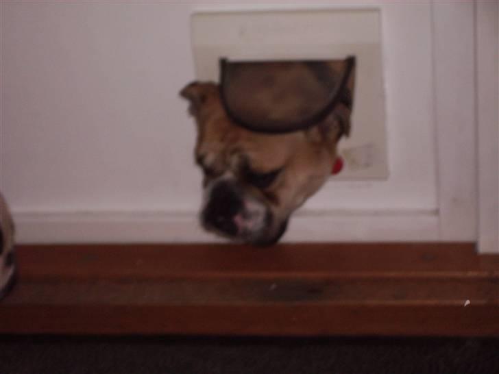 Engelsk bulldog a CHILLI UZI - hallo er der nogen der kan lukke mig ind jeg kan ikke komme igennem katte lemmen billede 7