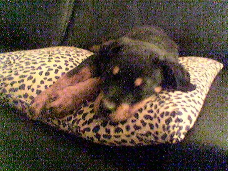 Rottweiler Leland de Sade-ness - Himmelhund - Sade ca. 11-12 uger billede 18