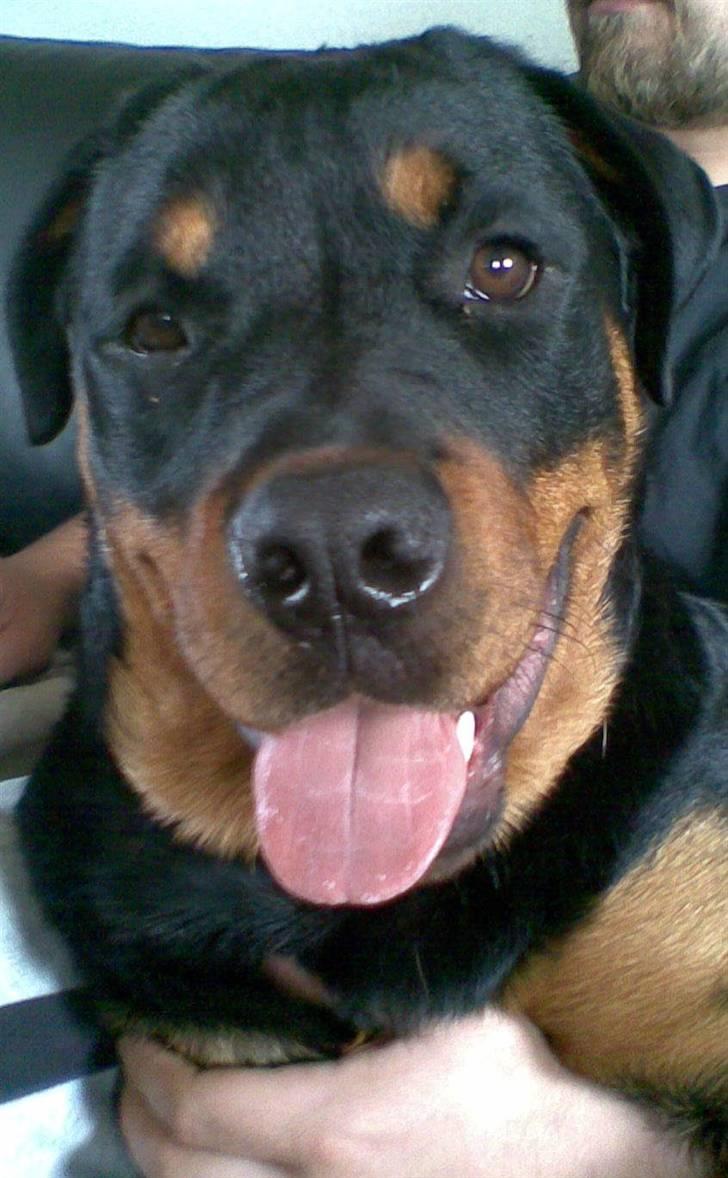 Rottweiler Leland de Sade-ness - Himmelhund - Mors dejlige dreng billede 13