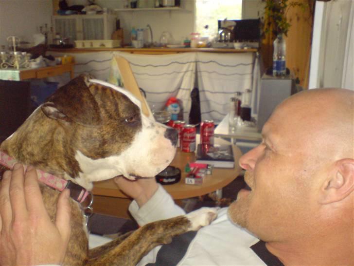 Amerikansk staffordshire terrier Angie RIP. - mig og MIN far billede 7