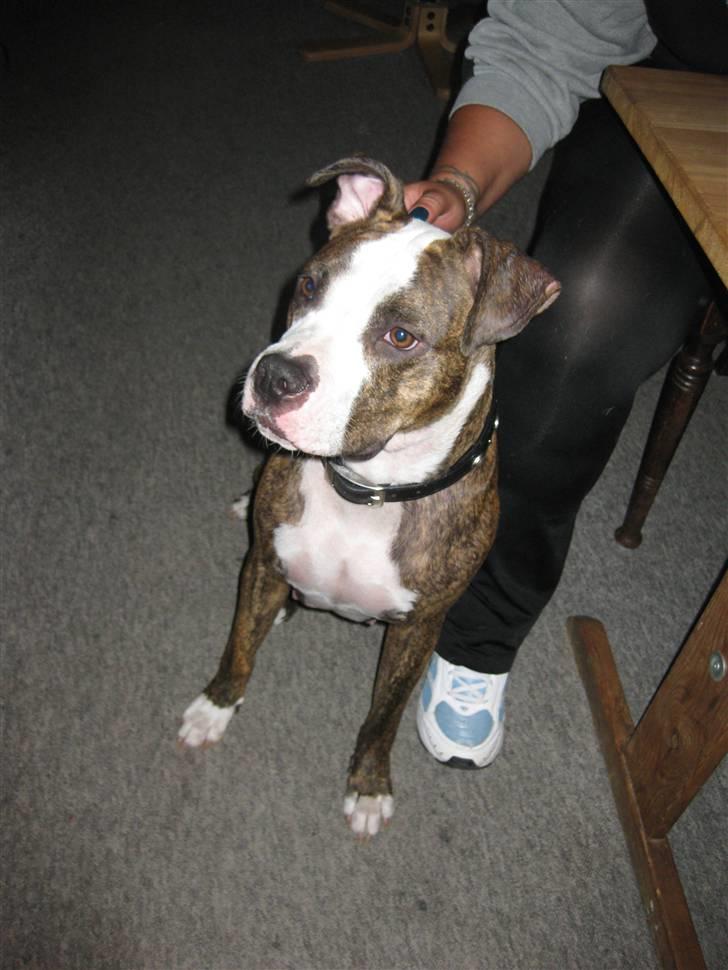 Amerikansk staffordshire terrier Angie RIP. - jeg kan faktisk godt sidde stille billede 8