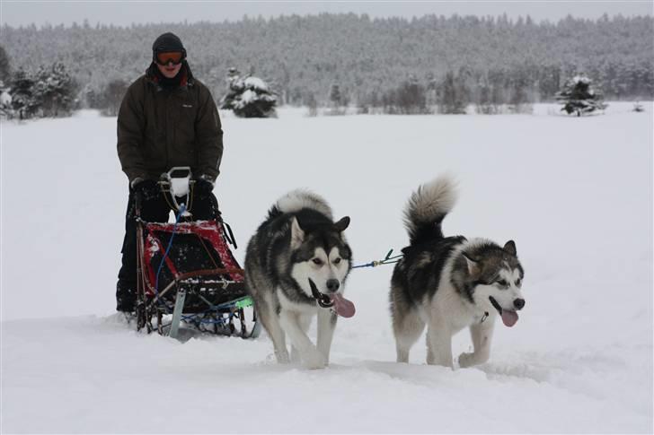Alaskan malamute Rio - Rio og Gaby i Särna 09 billede 11