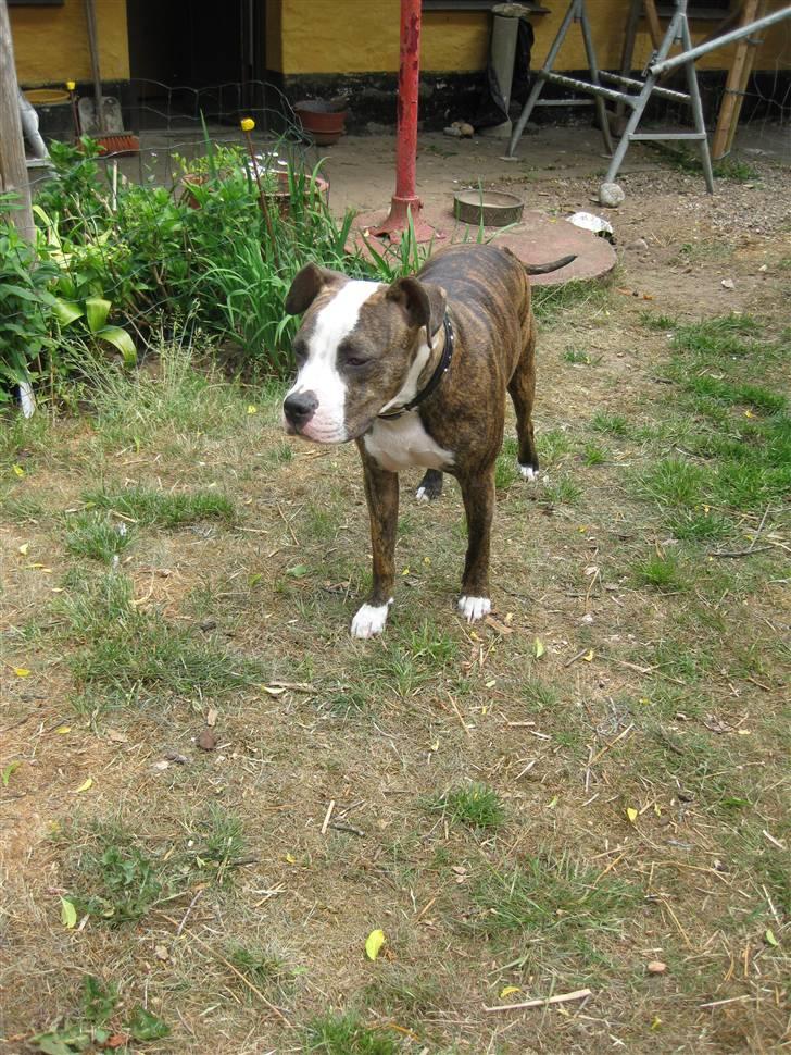 Amerikansk staffordshire terrier Angie RIP. - nyder lige stilheden inden Gimle kommer billede 9