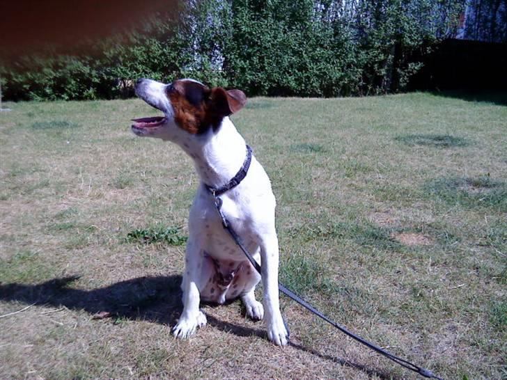 Dansk svensk gaardhund futte billede 1