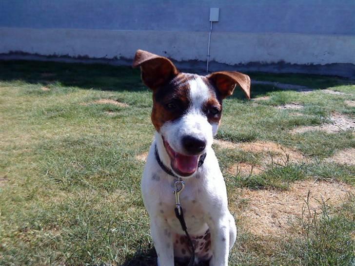 Dansk svensk gaardhund futte billede 2