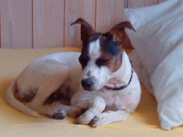 Dansk svensk gaardhund futte billede 3