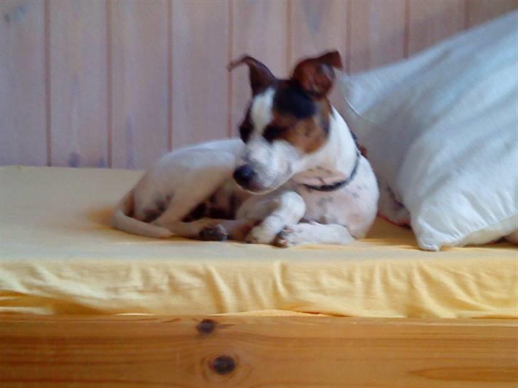 Dansk svensk gaardhund futte billede 4