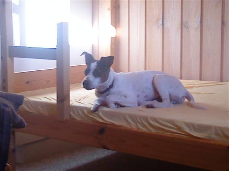 Dansk svensk gaardhund futte billede 5