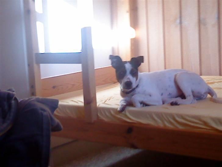 Dansk svensk gaardhund futte billede 6