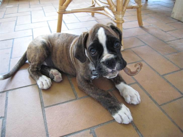 Boxer Spirgårdens Phoenix - Velkommen til min profil - Jeg hedder Phoenix:-) billede 1