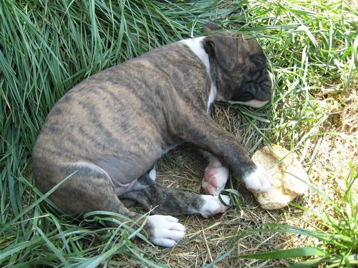 Boxer Spirgårdens Phoenix - Phoenix 5 uger billede 2