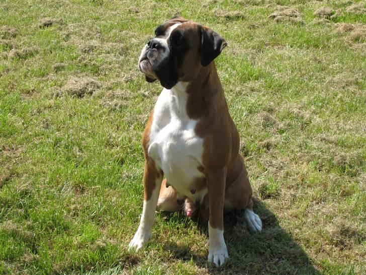 Boxer Spirgårdens Phoenix - Phoenix´ mor, Spirgårdens Hermione (Mio) billede 3